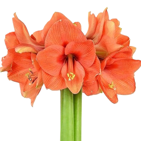 Amaryllis Krt.orange Naranja X18