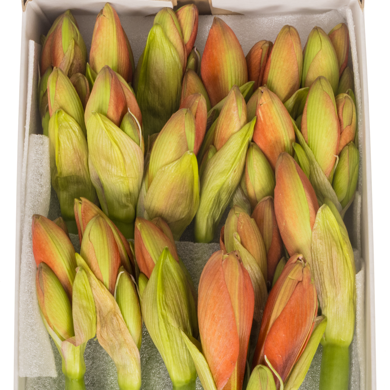 Amaryllis Krt.orange Naranja X18