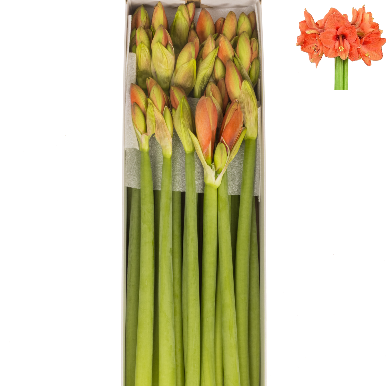 Amaryllis Krt.orange Naranja X18