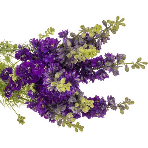 Rittersporen violett 80cm