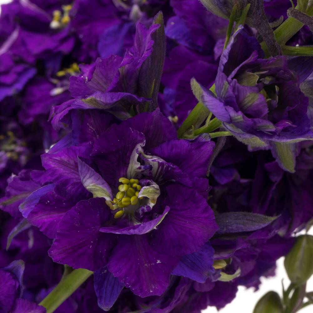 Rittersporen violett 80cm