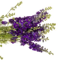 Rittersporen violett 80cm