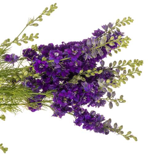 Rittersporen violett 80cm