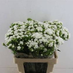 Bartnelke weiss Doblino White 55cm x25