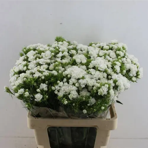 Bartnelke weiss Doblino White 55cm x25