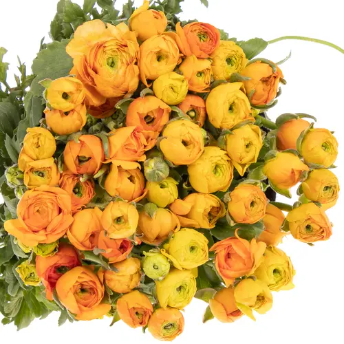 Ranunkel orange Isreal 40cm x 50
