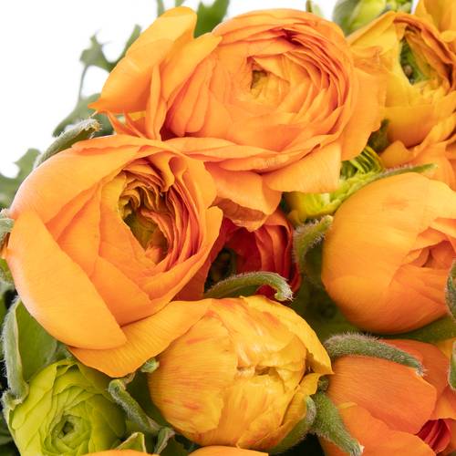 Ranunkel orange Isreal 40cm x 50