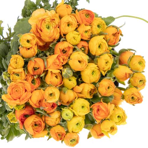 Ranunkel orange Isreal 40cm x 50