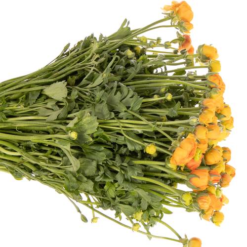 Ranunkel orange Isreal 40cm x 50