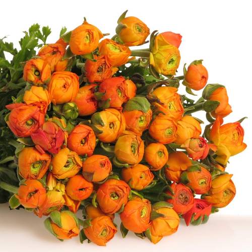 Ranunkel orange Isreal 40cm x 50