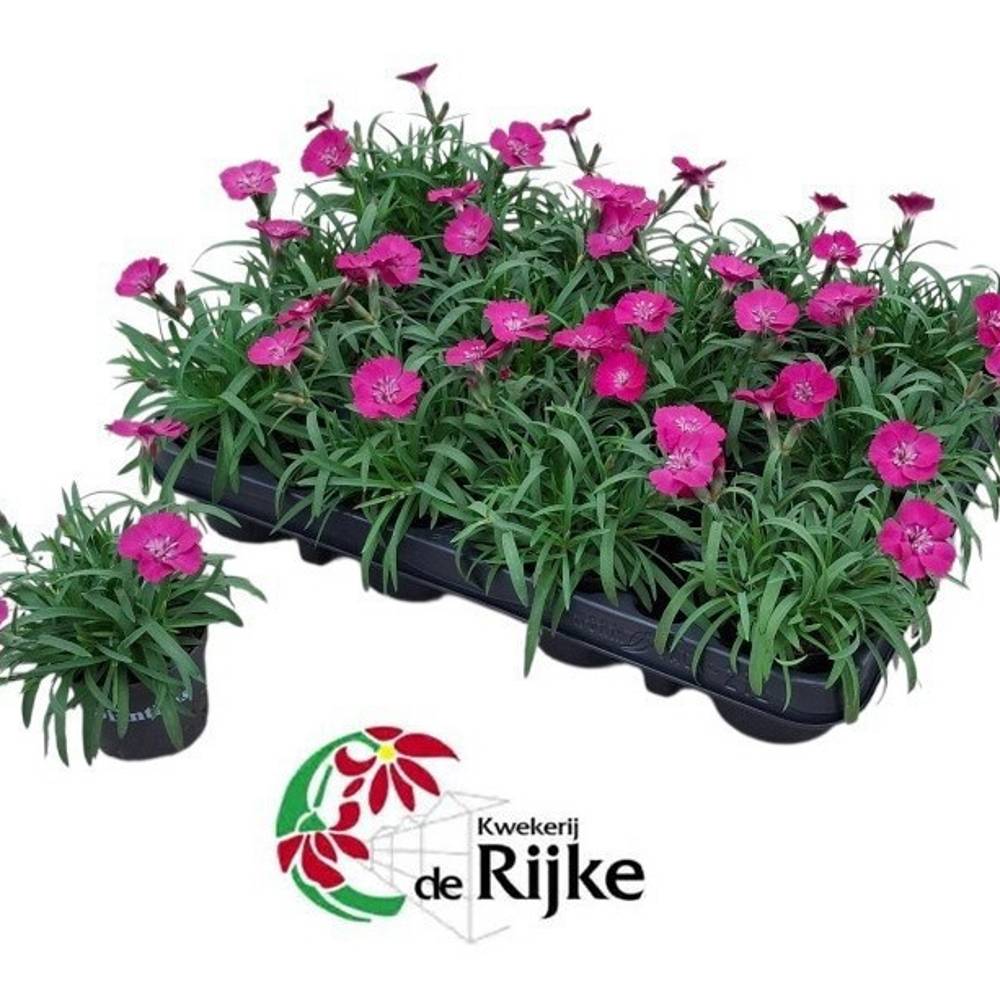 Dianthus lila Neon Flash T07 H015
