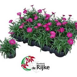 Dianthus lila Neon Flash T07 H015