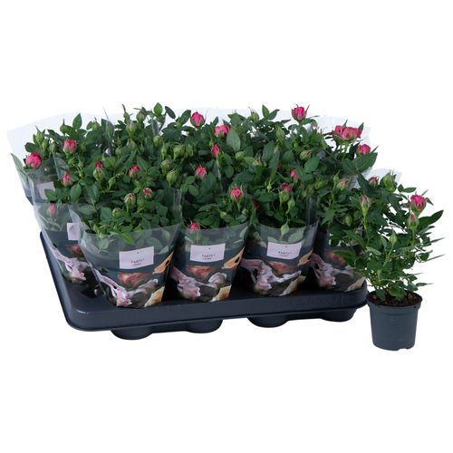 Rosa Party Gigi lila T07 H17