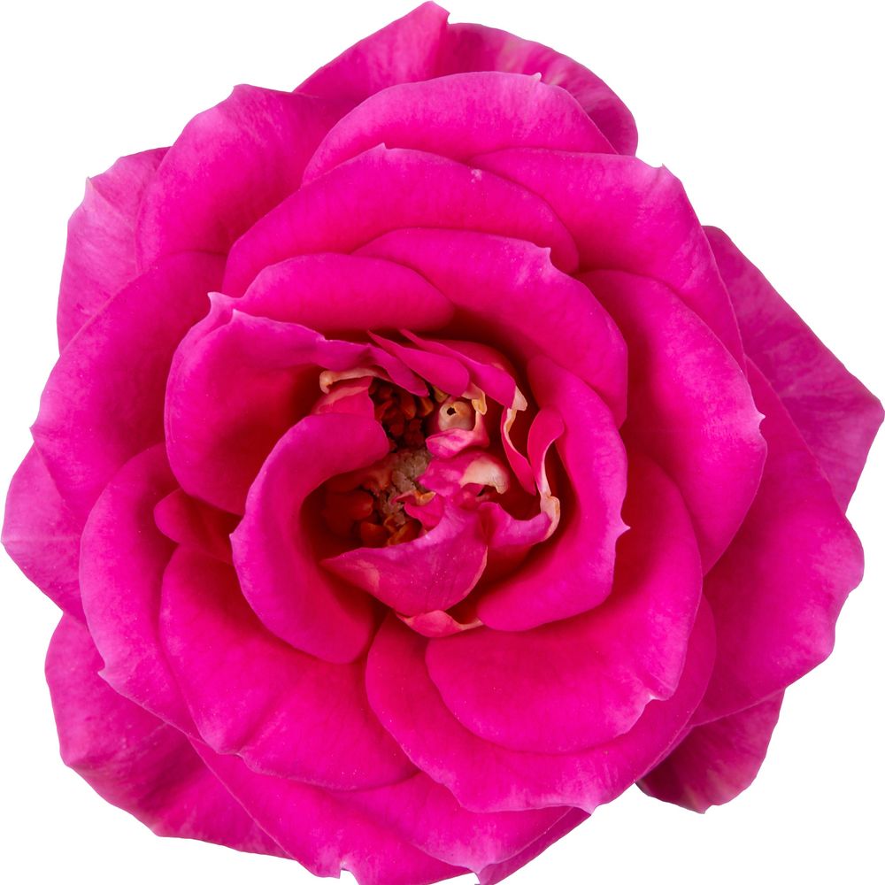 Rosa Party Gigi lila T07 H17