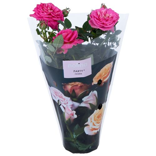 Rosa Party Gigi lila T07 H17