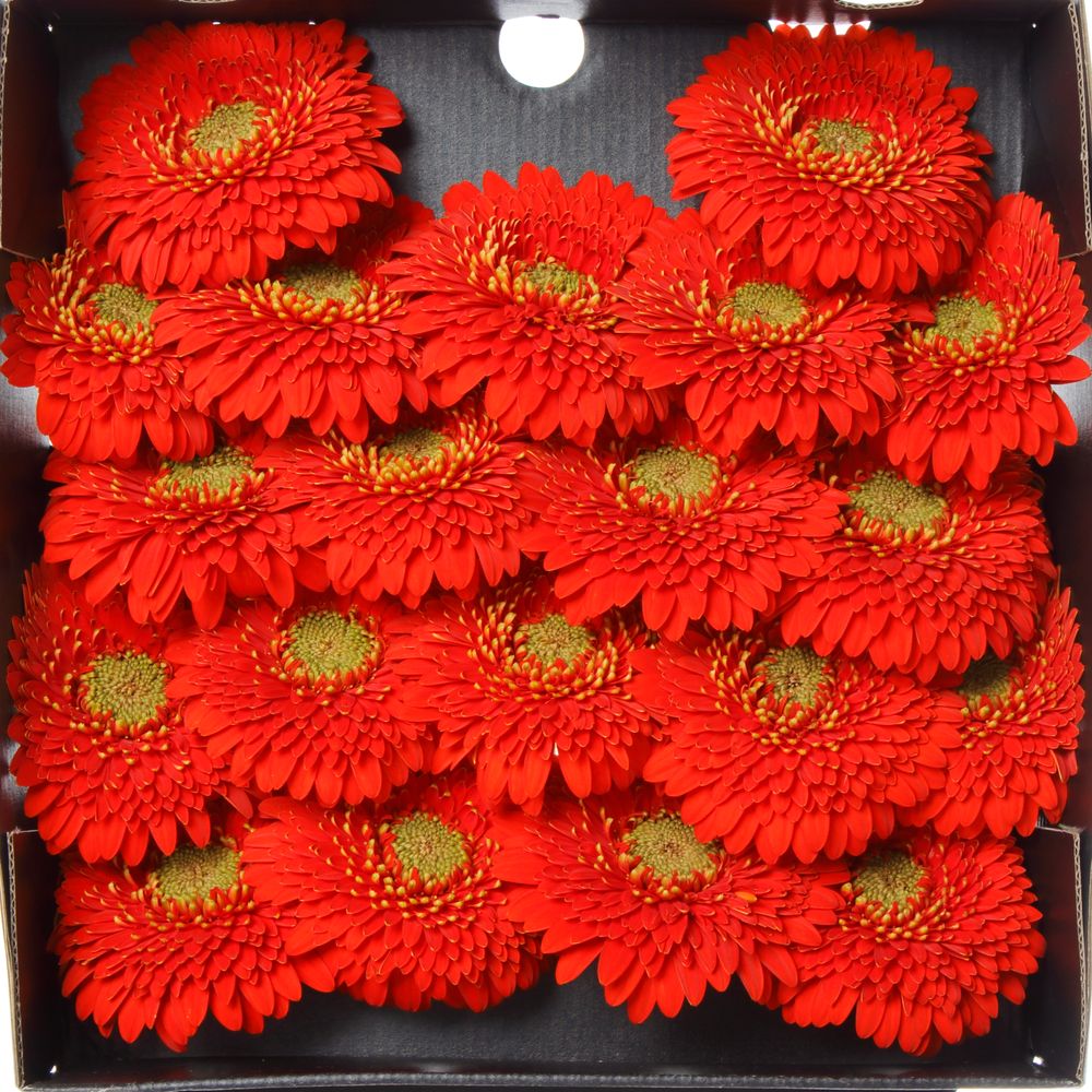 Germini rot Pomponi Amore