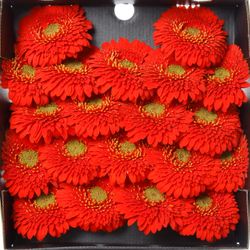 Germini rot Pomponi Amore