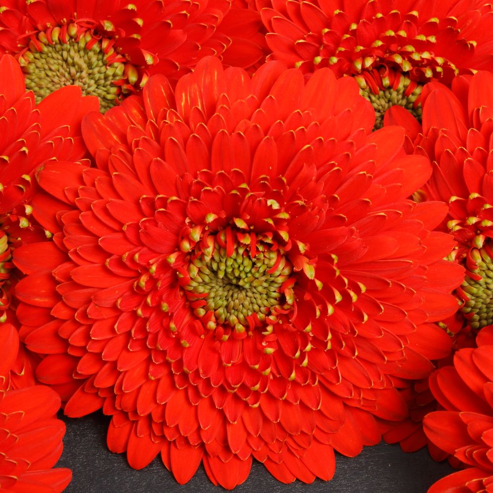 Germini rot Pomponi Amore