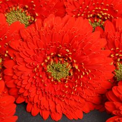 Germini rot Pomponi Amore