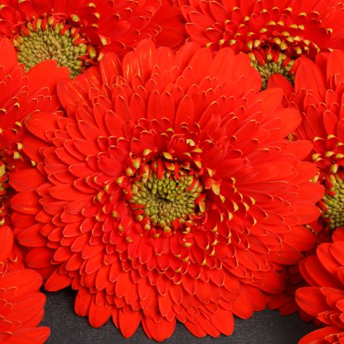 Germini rot Pomponi Amore