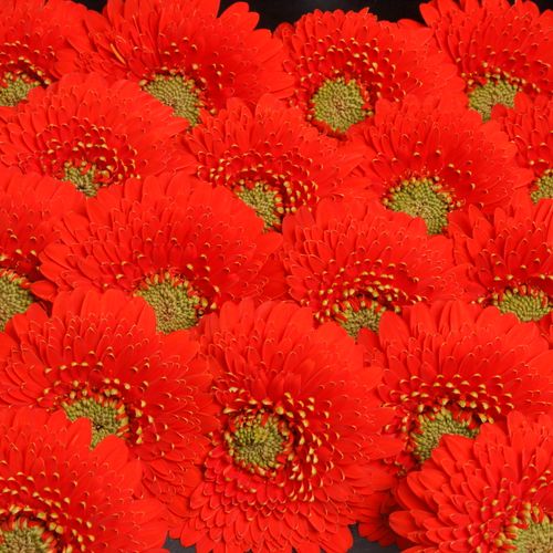 Germini rot Pomponi Amore