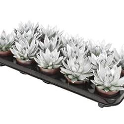 Echeveria Gefärbt weiss +glitzer T08,5 H011