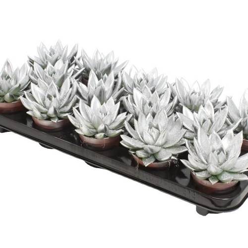 Echeveria Gefärbt weiss +glitzer T08,5 H011