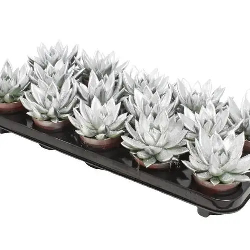 Echeveria Gefärbt weiss +glitzer T08,5 H011