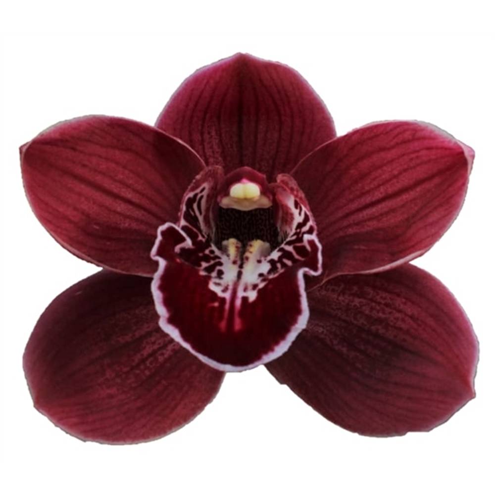 Cymbidium rot Hades 80cm 13+Blüte
