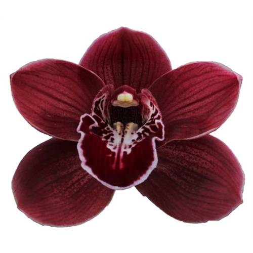 Cymbidium rot Hades 80cm 13+Blüte