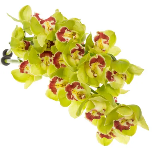 Cymbidium grün Fiona 80cm 13+Blüte