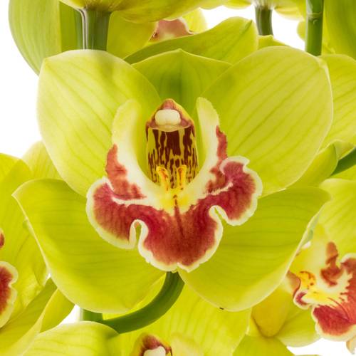 Cymbidium grün Fiona 80cm 13+Blüte