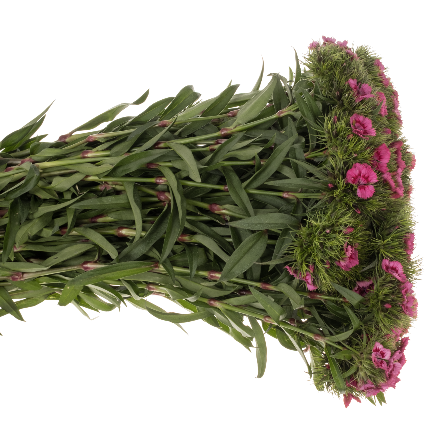 Bartnelke fuchsia 55cm