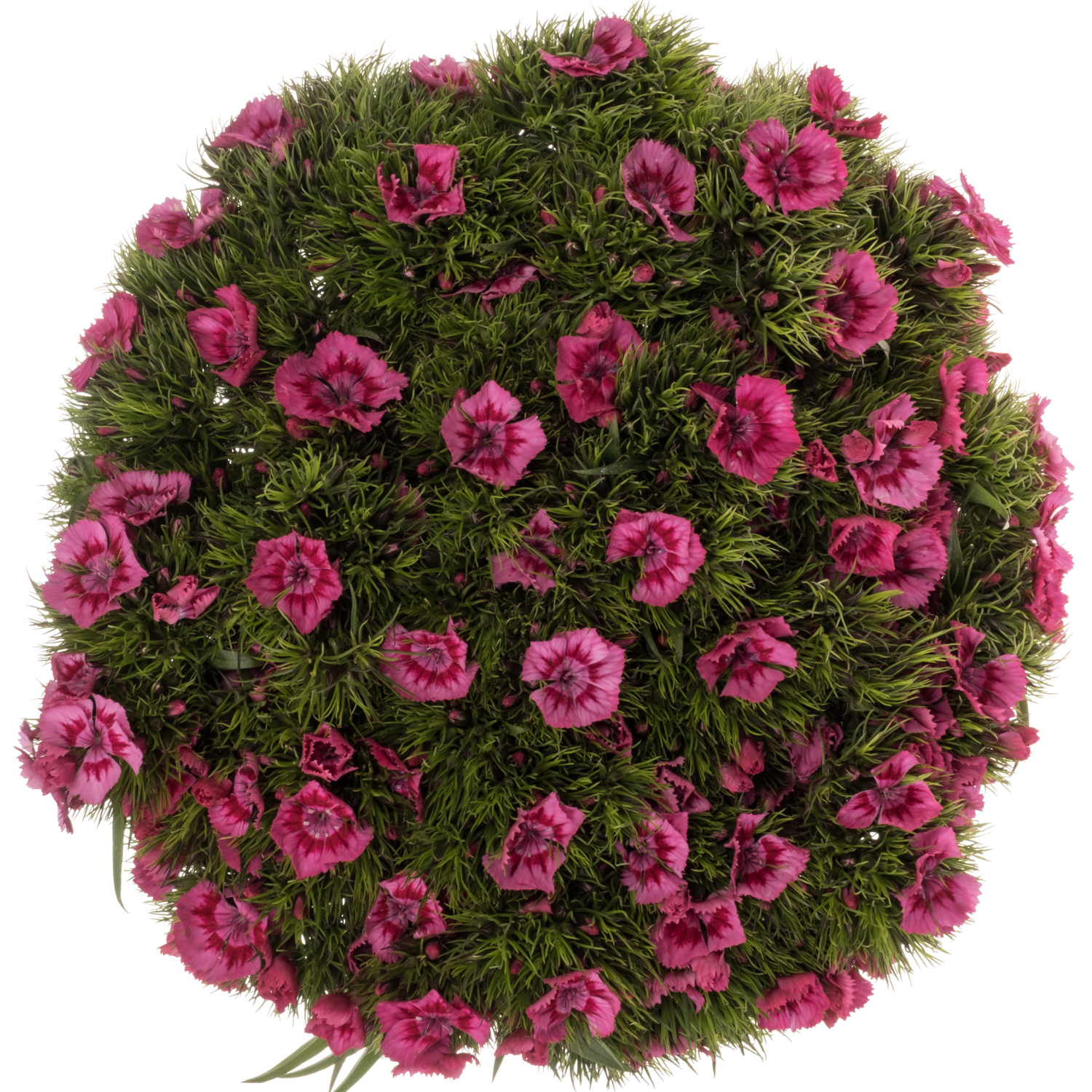 Bartnelke fuchsia 55cm