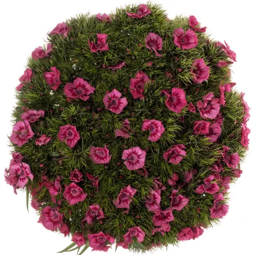 Bartnelke fuchsia 55cm