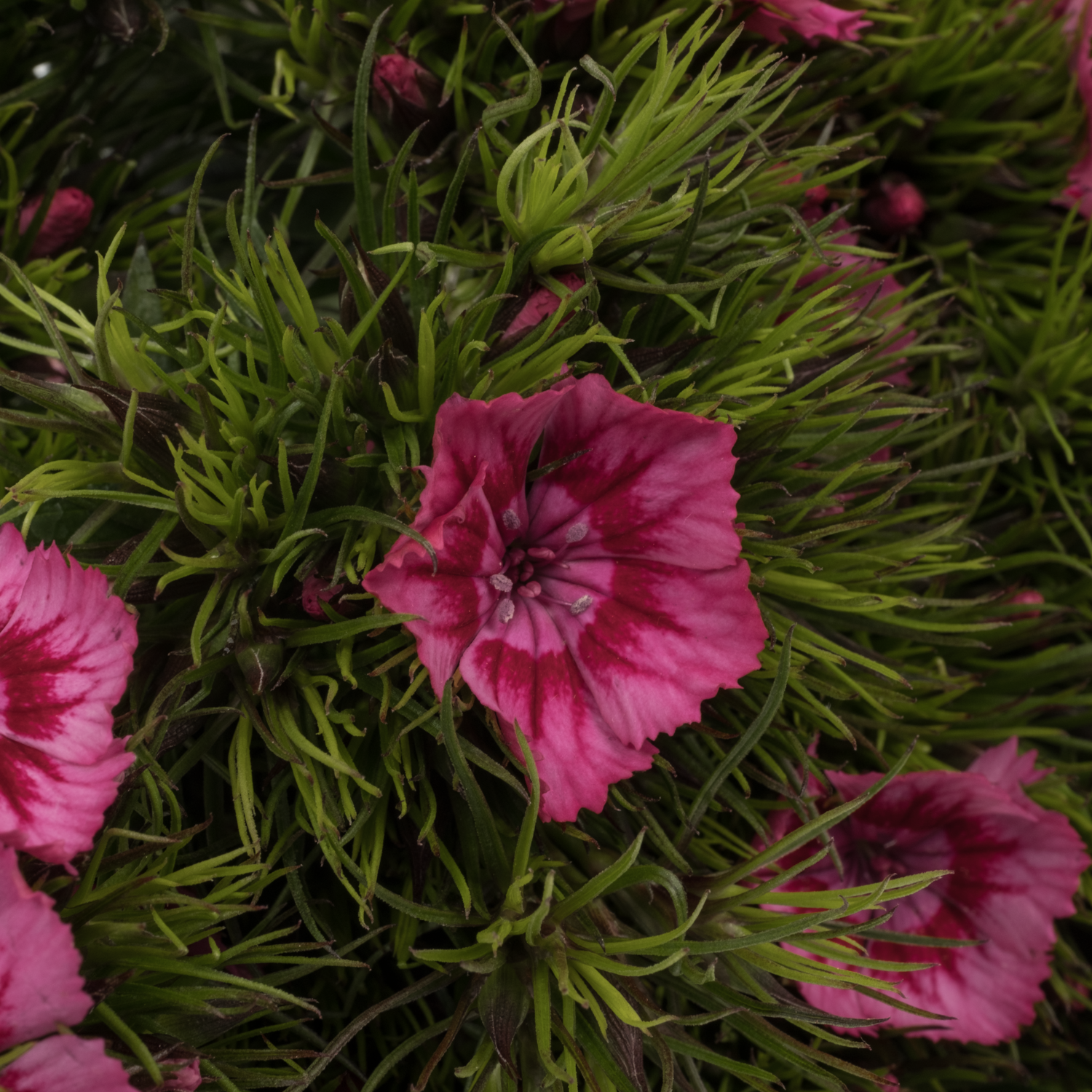 Bartnelke fuchsia 55cm