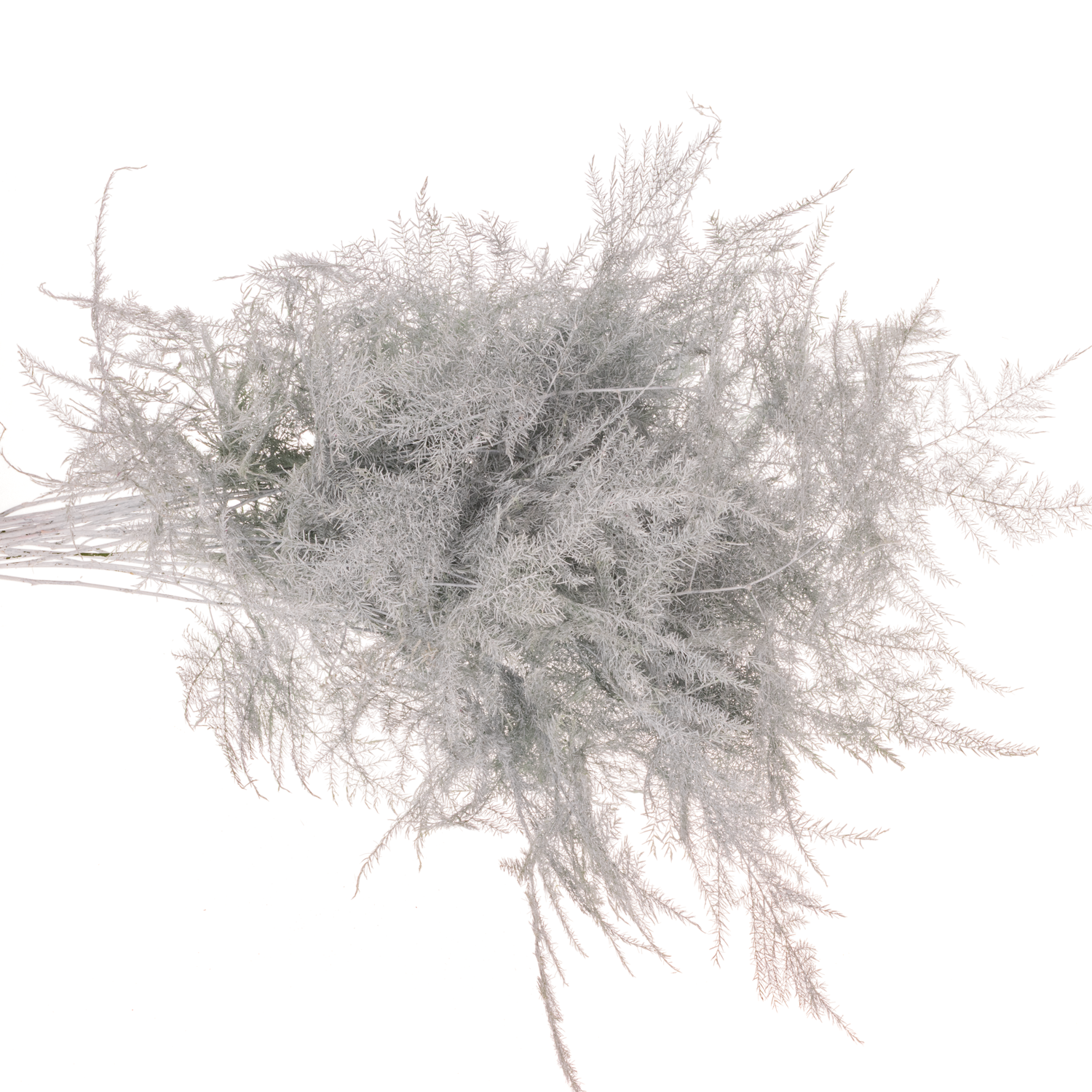 Plumosus weiss gefärbt 45cm (x25)