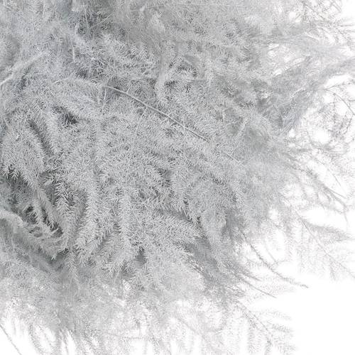 Plumosus weiss gefärbt 45cm (x25)