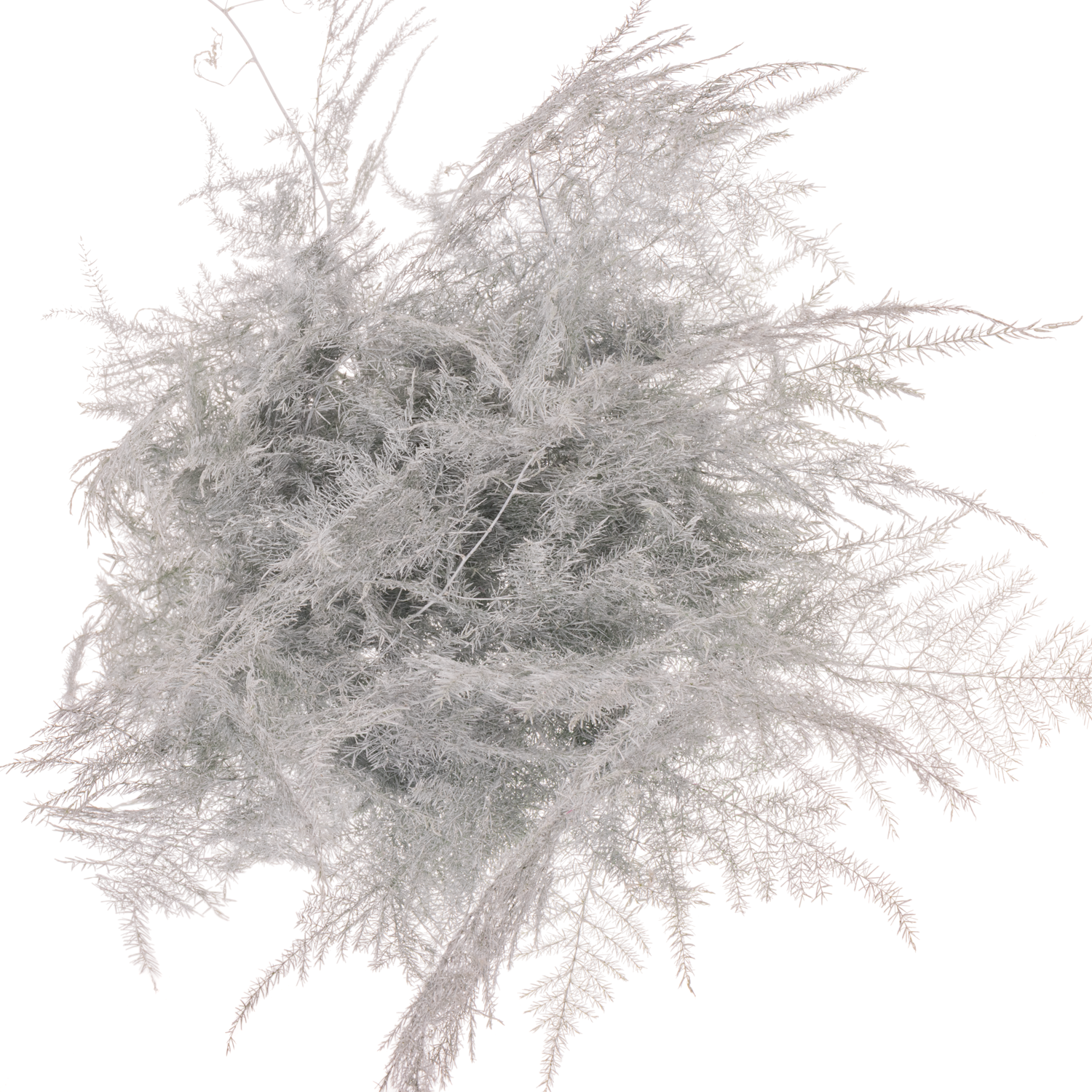 Plumosus weiss gefärbt 45cm (x25)