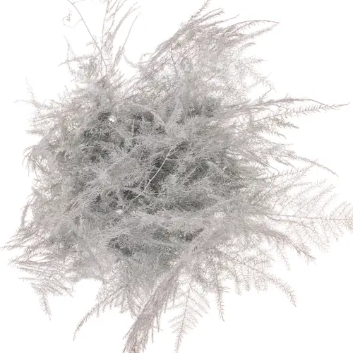 Plumosus weiss gefärbt 45cm (x25)