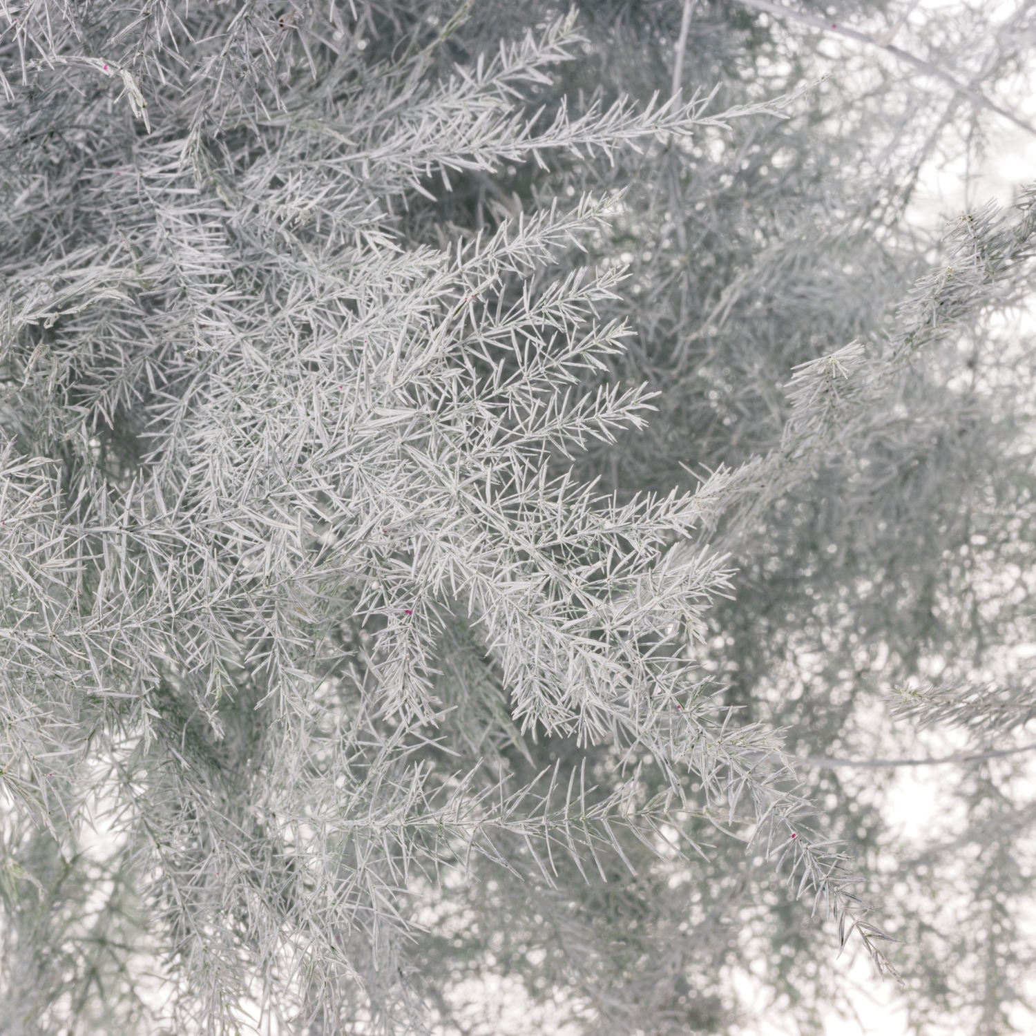 Plumosus weiss gefärbt 45cm (x25)