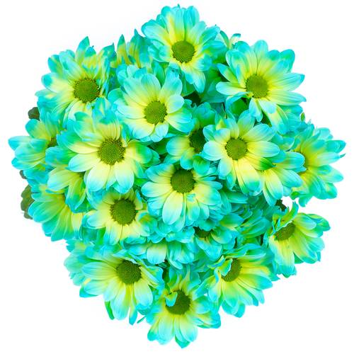 Chrys.Tros blau/grün Double Mint gefärbt