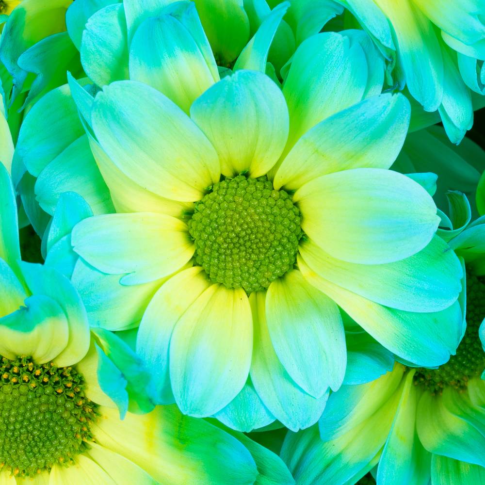 Chrys.Tros blau/grün Double Mint gefärbt