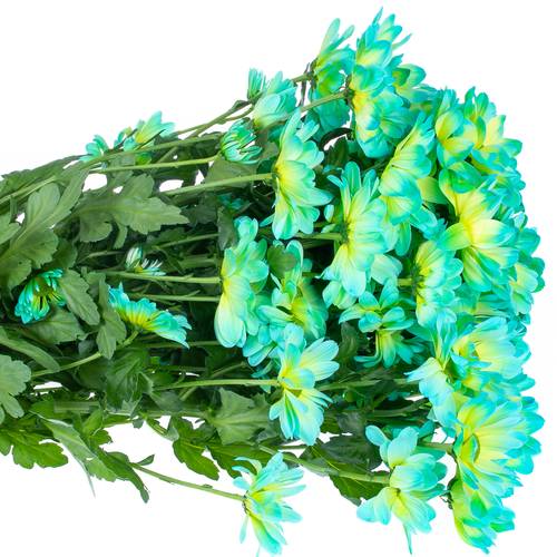 Chrys.Tros blau/grün Double Mint gefärbt