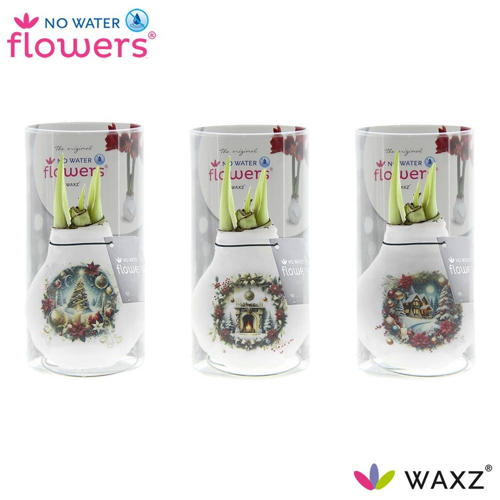 Amar.Bol Wachs mix Chr.Eve im Hülse rote Bl. 32cm H015