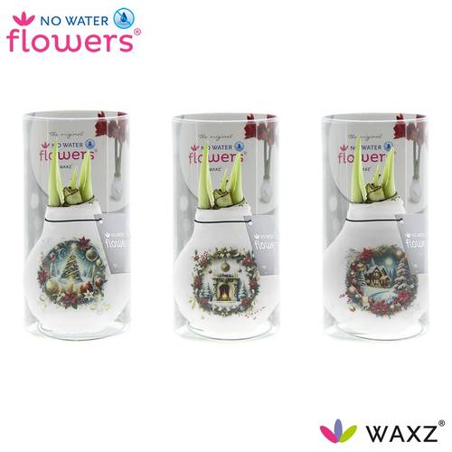 Amar.Bol Wachs mix Chr.Eve im Hülse rote Bl. 32cm H015