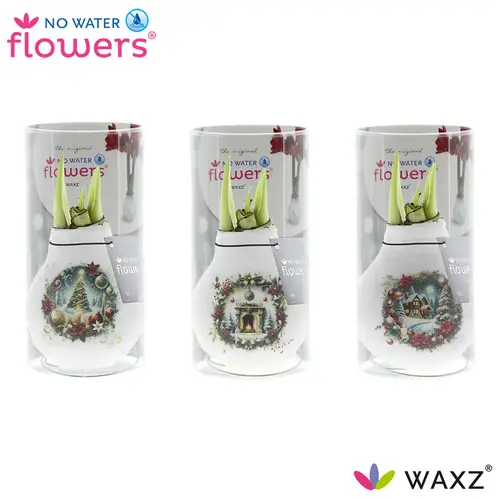 Amar.Bol Wachs mix Chr.Eve im Hülse rote Bl. 32cm H015