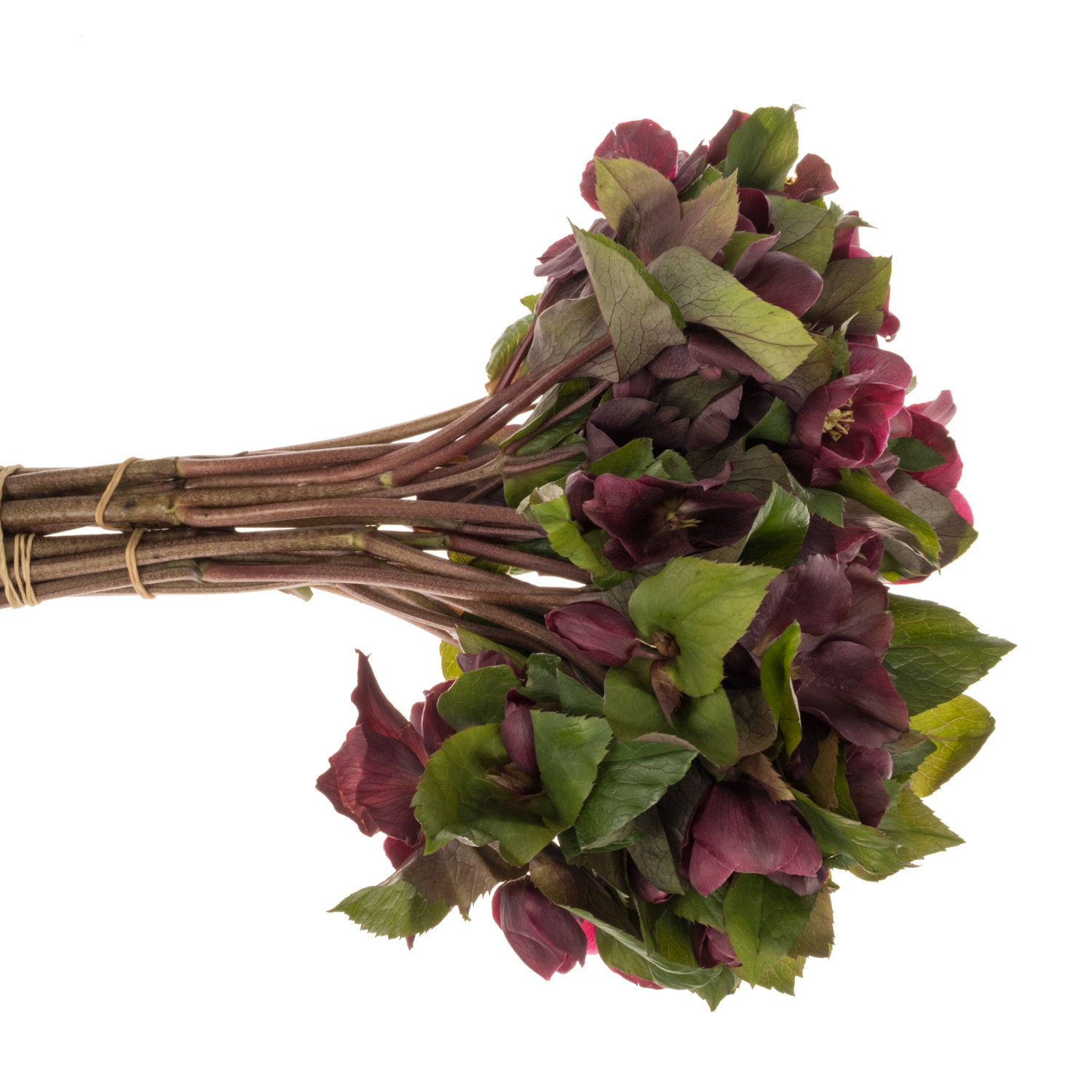 Helleborus weinrot Classic One 40cm