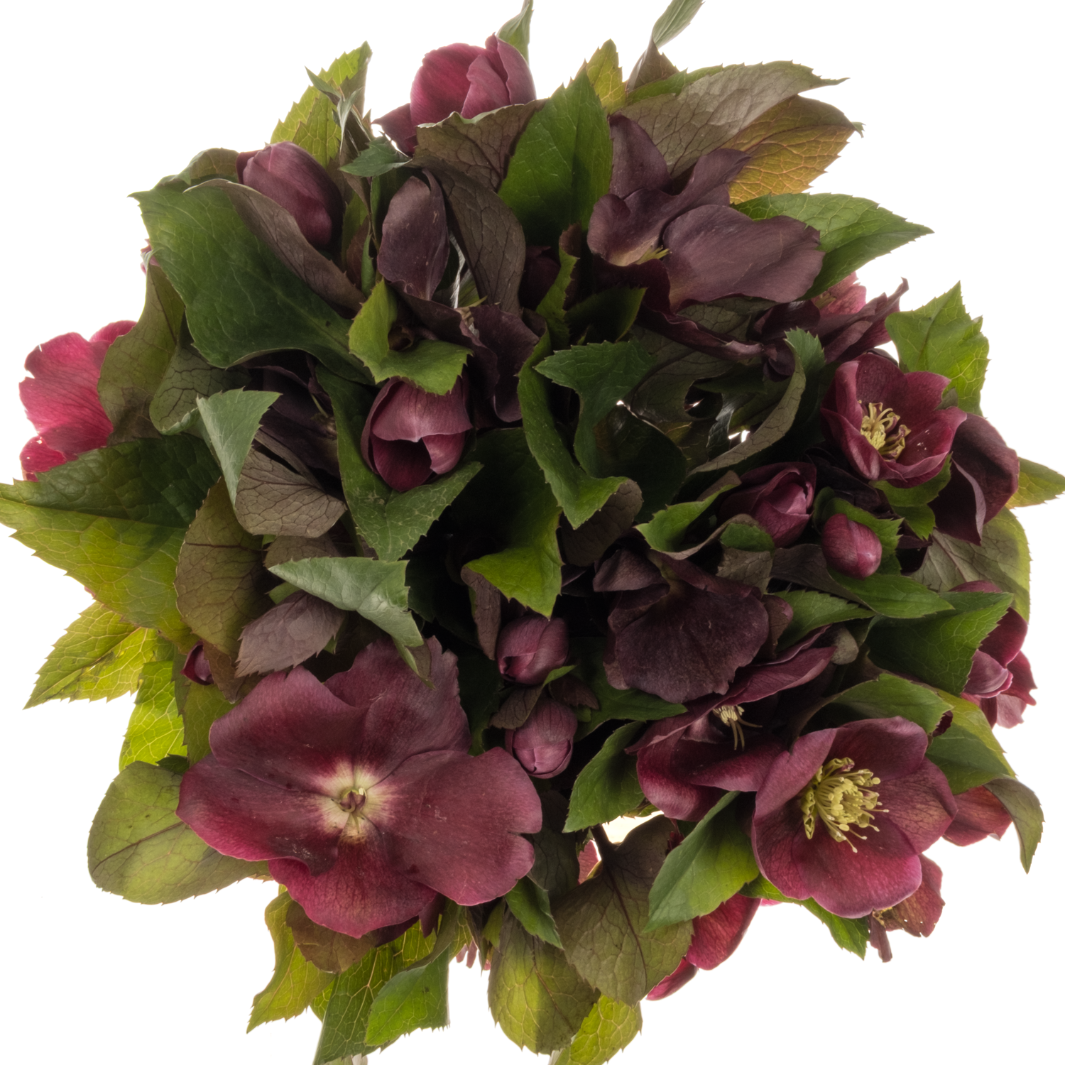 Helleborus weinrot Classic One 40cm