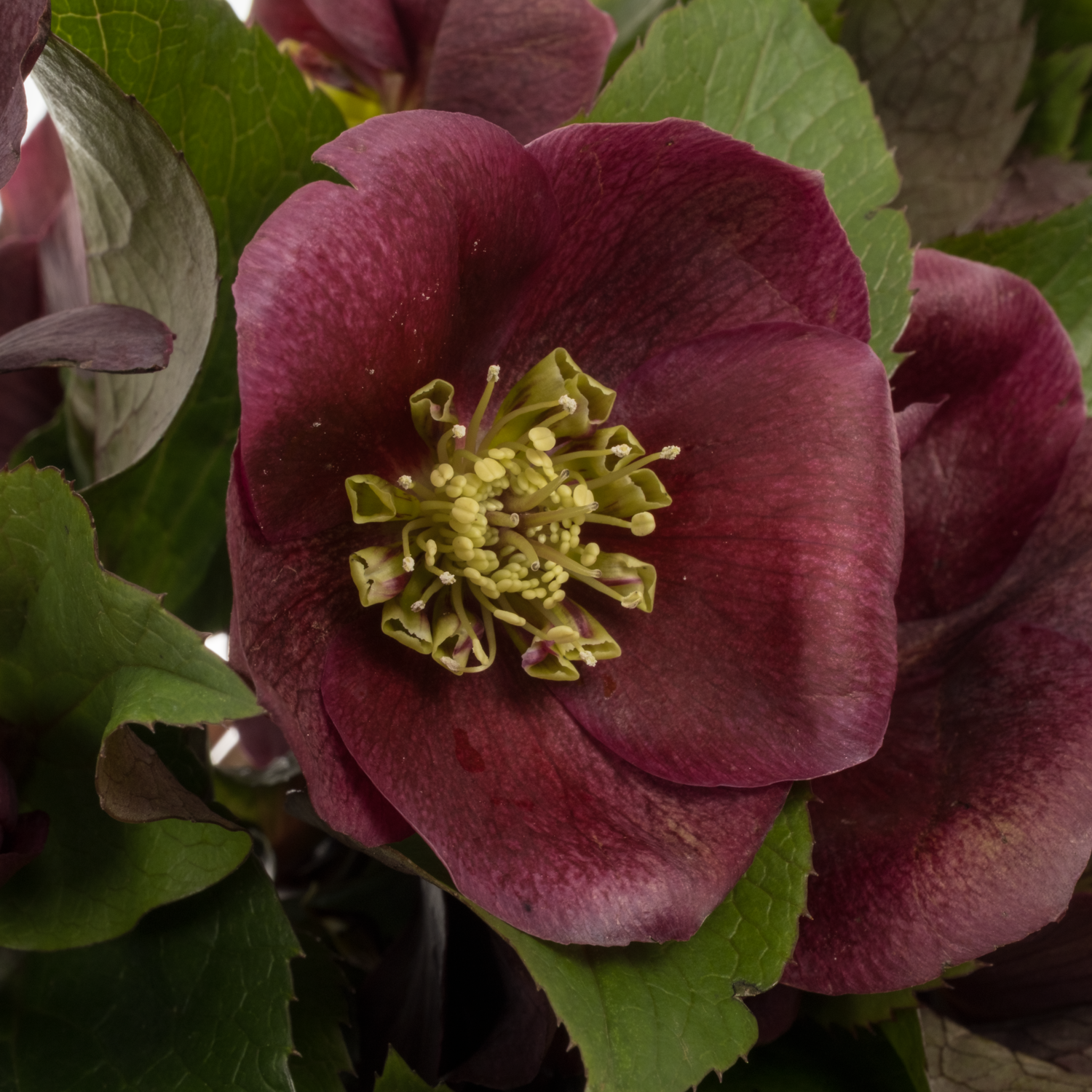 Helleborus weinrot Classic One 40cm